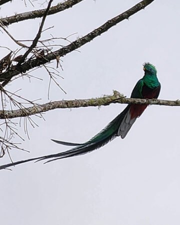 AVISTAMIENTO DE AVES Y NATURALEZA (FULL DAY)