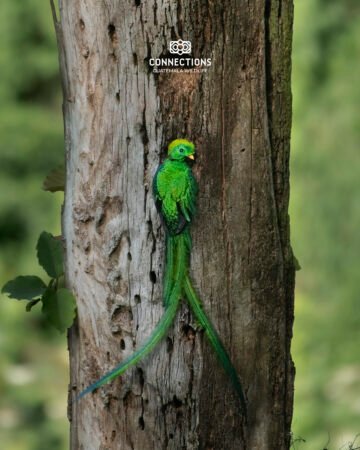 BIRDWATCHING ATITLÁN AND CULTURAL EXPERIENCE