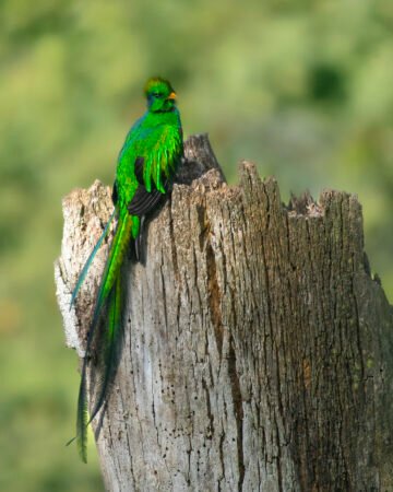 BIRDWATCHING AT MIRADOR REY TEPEPUL (HALF DAY)